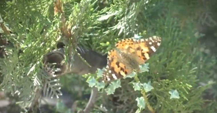 Ақтауды көбелек басып қалды – видео