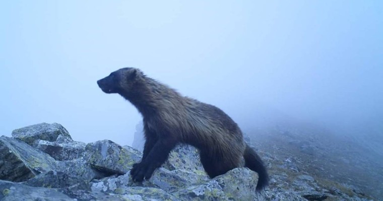 东哈州卡顿卡拉盖山区发现稀有动物貂熊