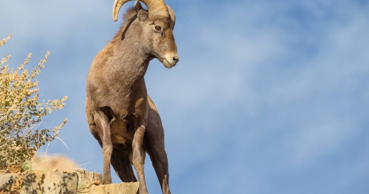 哈萨克斯坦盘羊数量有所减少