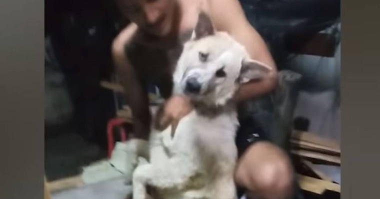 Шомылғысы келмеген ит қулыққа барды