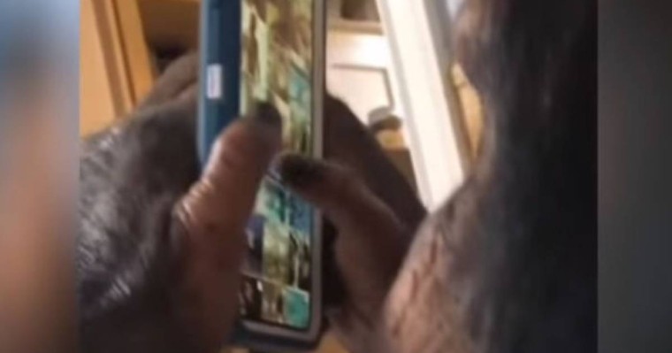 Instagram-да тіркелген ақылды маймыл танымал бола бастады - күлкілі видео