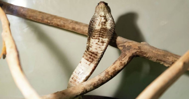 Үй мысығы отбасыны кобрадан құтқарды – видео