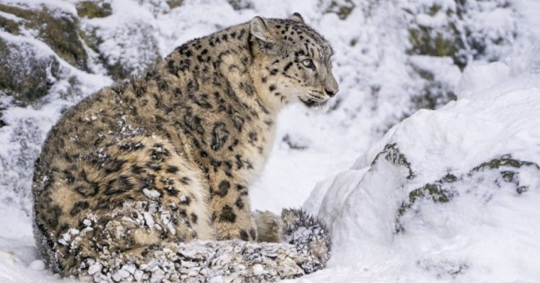 雪豹保护问题国际会议在努尔-苏丹举行