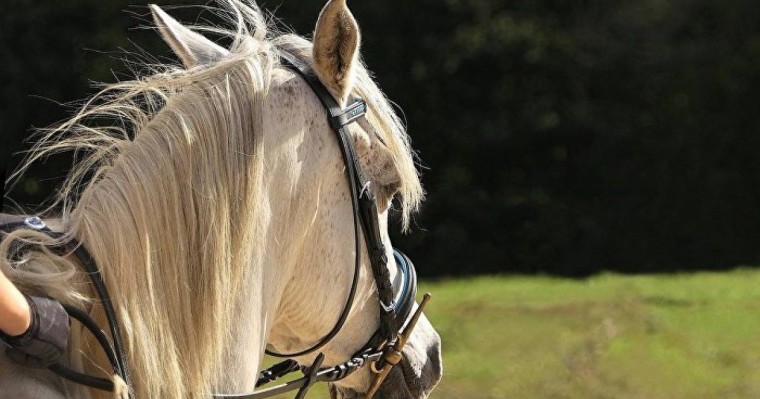 Атырау облысында полиция департаменті бастығына ат мінгізді