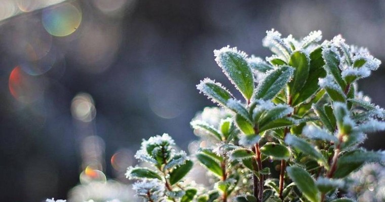 天气：未来3天北部地区将出现地霜