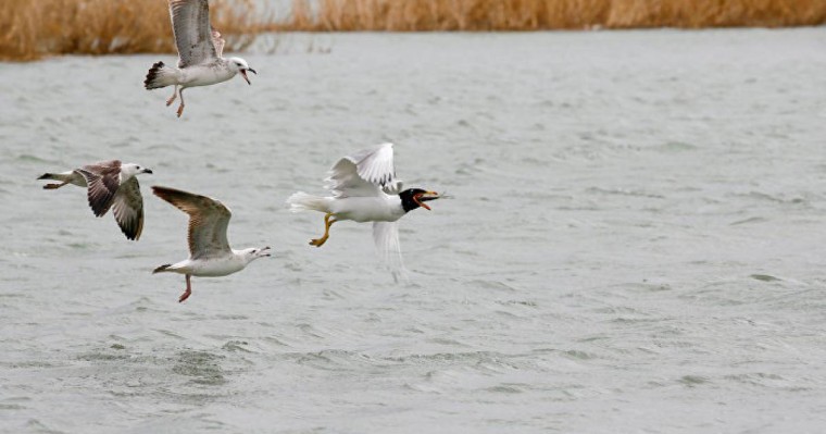 Қаз балапанына қырғидай тиген шағаланы суға батырып өлтірді – видео