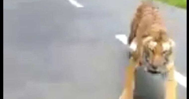 Жолбарыс мотоциклдің соңынан қуды - видео