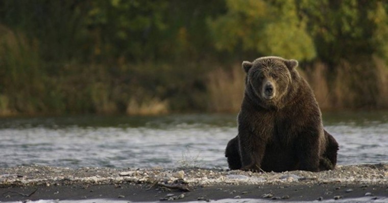Қарны ашқан аю аңшылардың тоңазытқышын ұрлап әкетті – күлкілі видео