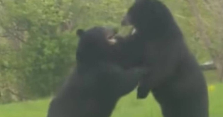 Тұрғын үйдің ауласында екі аю төбелесіп қалды