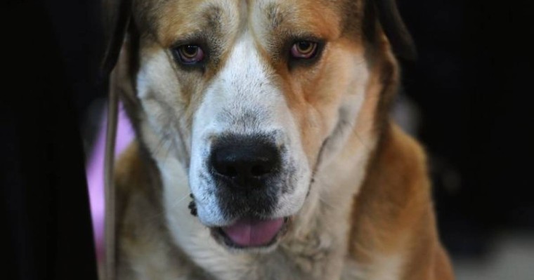 Алматы жаңалықтары: облыс тұрғыны итін полицейлерге айтақтап жіберді