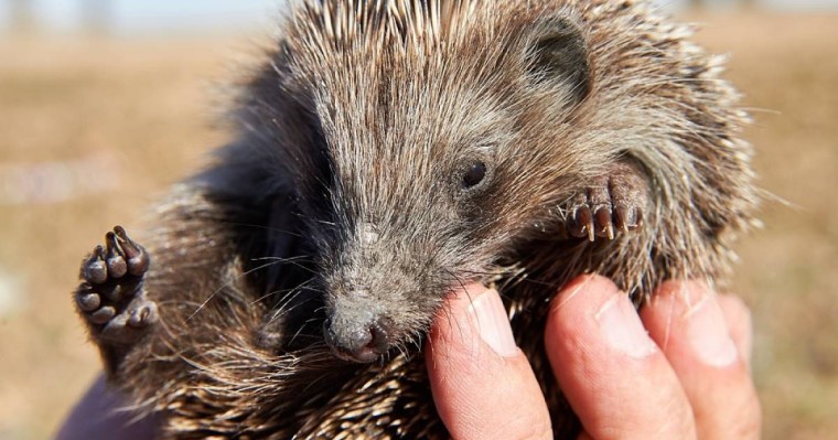 Әдебиеттік оқудан сабақ жоспары: Сапарғали Бегалин «Есеннің кірпісі» (3 сынып, I токсан)