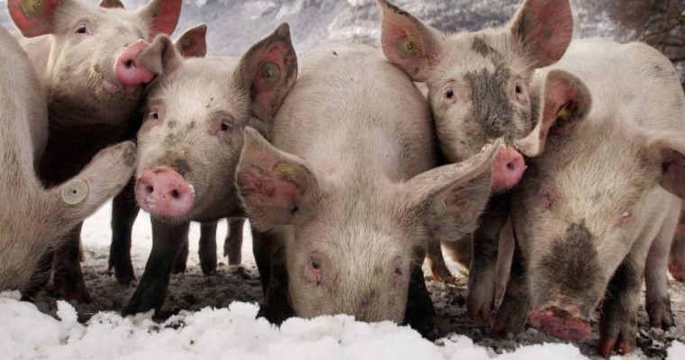 ауыл шаруашылығы министрлігі сынға жауап берді