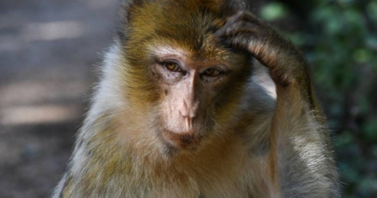 QazVac сыналуы тиіс болған маймылдар Отарға барар жолда қашып кетті (ФОТО)