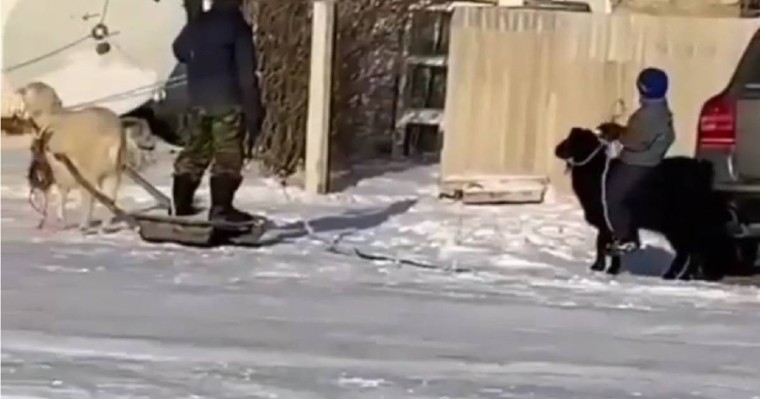 "Құдды атта отырғандай". Ешкіні тізгіндеген бала жұртты күлдірді (видео)