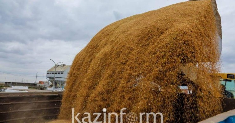 农业部：截至目前哈萨克斯坦粮食收获量超550万吨