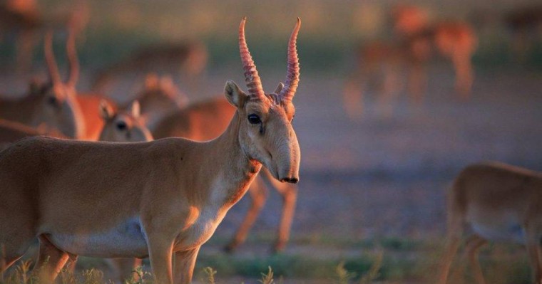 Киіктің емес, адамның обалына қалмайық – Мәжіліс депутаты