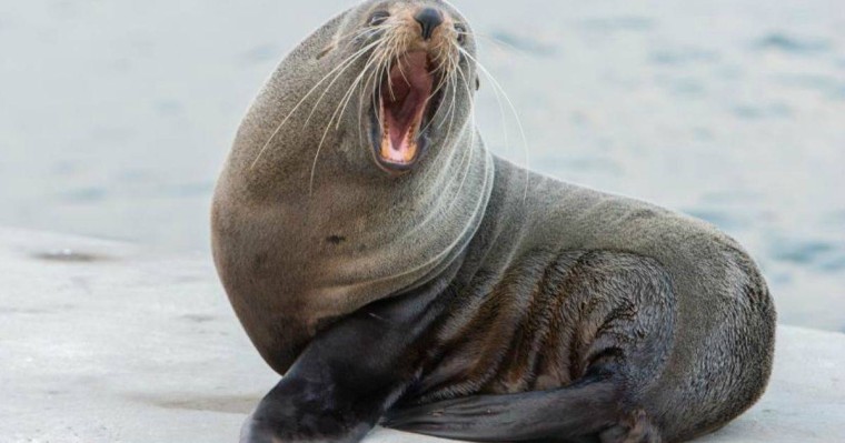 Маңғыстауда итбалықтар балаларды тістеп тастады - Қазақстан жаңалықтары