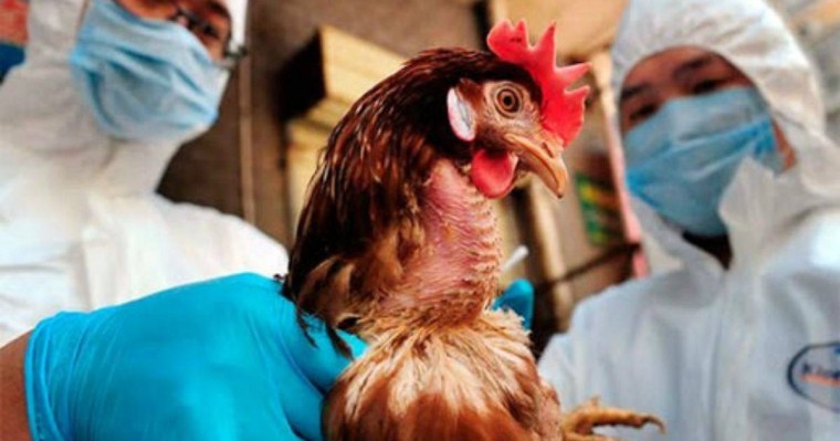 Жүздеген құс вирустан өлген: Қытайда құс тұмауы өршіді