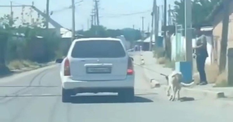 Шымкентте көлігіне ит байлап, сүйреген жүргізуші жауапқа тартылды