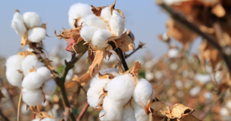 "Мақта теруге мәжбүрлеген" шенеуніктердің тізімі жарияланды