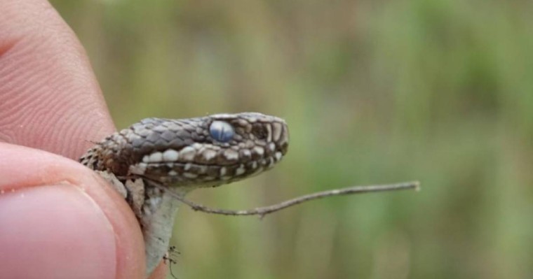 Шымкентте жыландар қаптап кетті