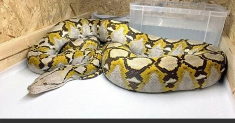 Үйде асырап отырған 3,5 метрлік алып жылан қашып кеткен (видео)