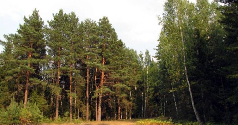 报告：亚太地区原始森林覆盖率和人均森林面积全球最低