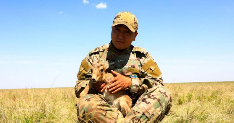 «Киік төлдеген кезде қасқырдың тісі қақсайды». Инспектор киіктің киесі жайлы айтып берді