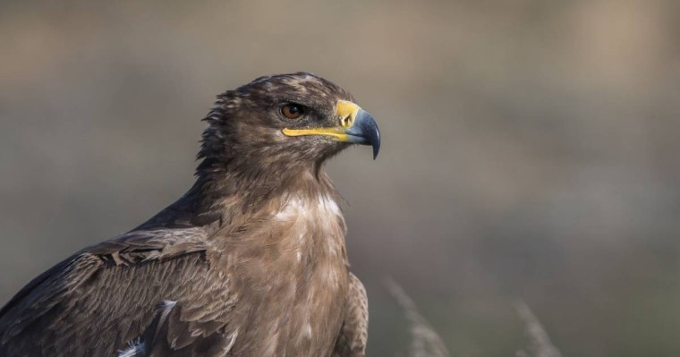 Қазақ ғалымдары дала қырандарының әлемдегі қозғалыс бағытын анықтады (фото)