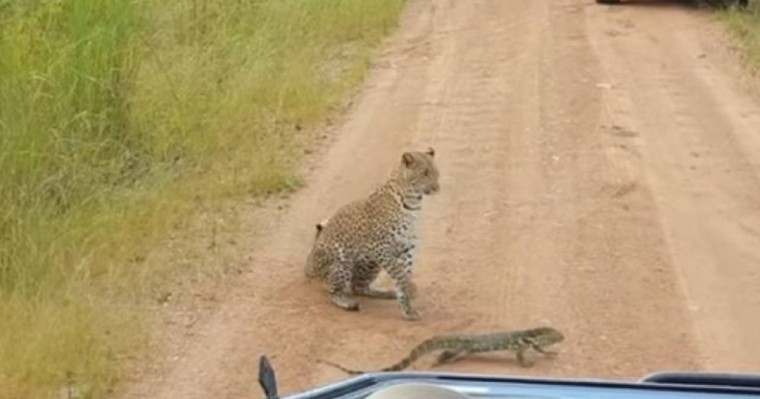 Барыс пен кесірткенің айқасы видеоға түсірілді