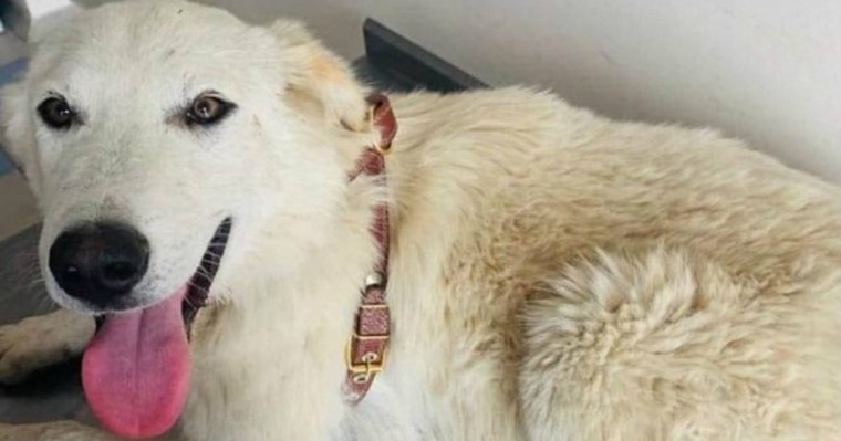 Атырау облысының тұрғыны тұншықтырмақ болған итті АҚШ-та тұратын отбасын алғысы келеді - Қазақстан жаңалықтары