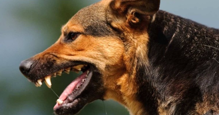 Жантүршігерлік оқиға: Шымкентте ит өзінің жалғыз тұратын иесін жеп қойған