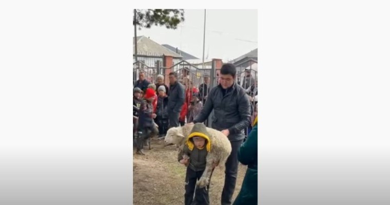 Сегіз жастағы бала 35 рет қозы көтерді