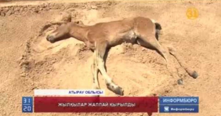 Белгісіз кеселден жылқылар қырылып жатыр