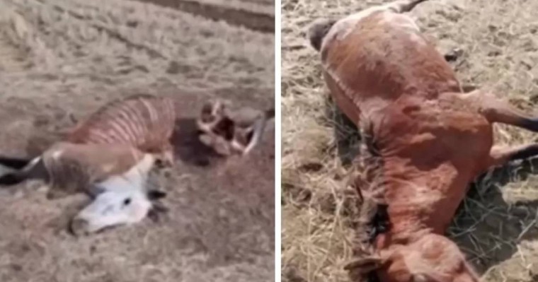 Қарағанды облысында шаруа егістігіне түскен 17 жылқыны атып тастаған