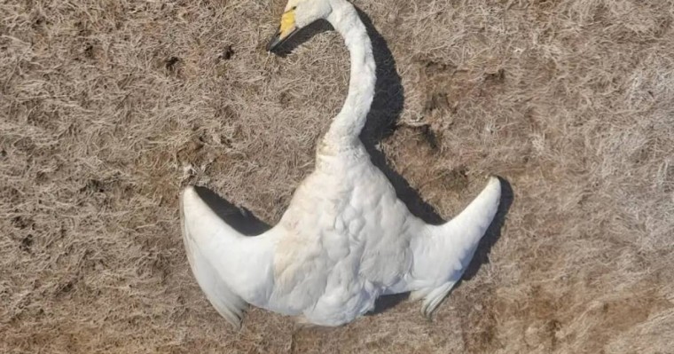 Баянауылда қырылған құстың саны мыңнан асып кетуі мүмкін