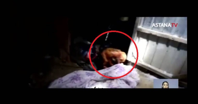 Қызылордада әжетханадан шақалақтың мәйіті табылды