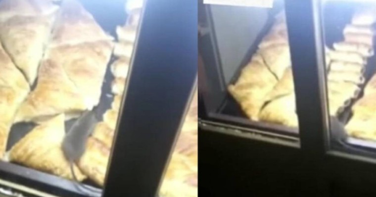 "Саяхаттан самса жемеңдер": Алматыда самсаның үстінде жүрген тышқанға байланысты тексеріс басталды (видео)