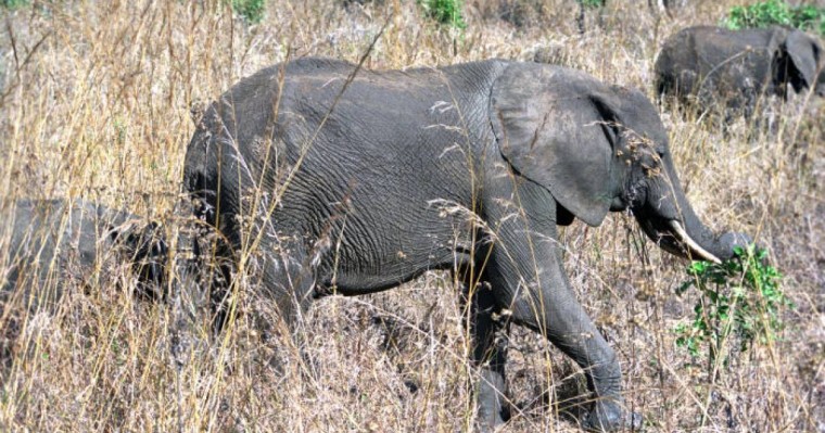 Қарағандыда пілдер жайылып жүр - видео