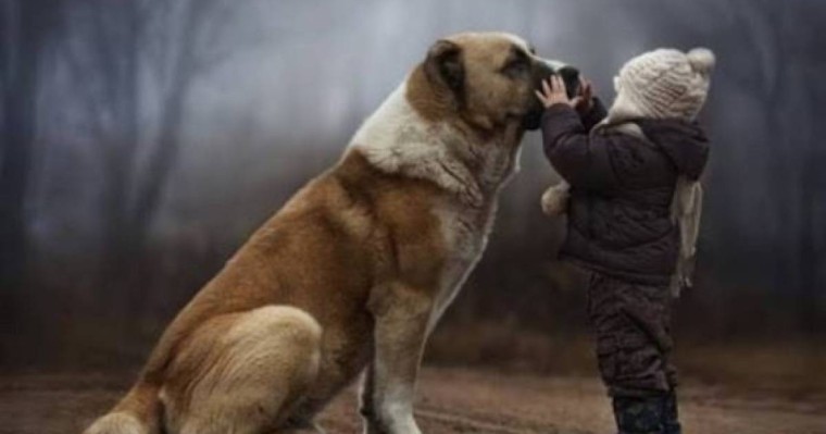 Балабақшада 2 жасар баланы иттер талап өлтірді