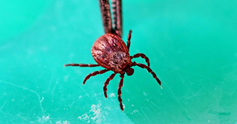 Кене шаққанда не істеу керек және не істеуге болмайды