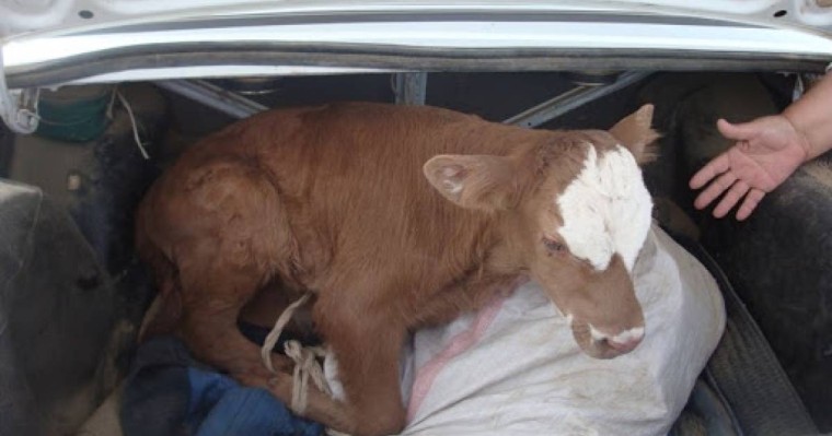 Оралда әкімдік жүргізушісі қызметтік көлікпен мал ұрлады деген күдікке ілінді