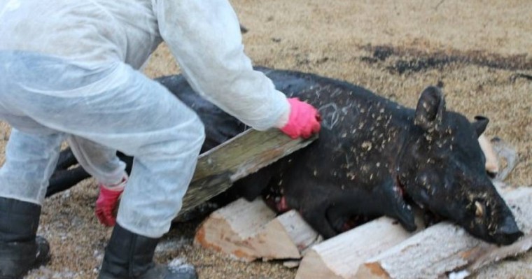 СҚО-ға жақын аймақта Африка чумасын жұқтырған доңыздар қырылып жатыр
