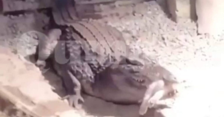 «Балалардың көзінше»: Алматы зообағында сұмдық жағдай болды (ВИДЕО)