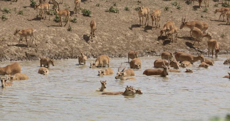 哈萨克斯坦高鼻羚羊数量增长55.5%