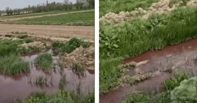 Түркістан облысында тұрғындар егінді қан аралас сумен суаруға мәжбүр