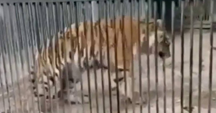 Қарағанды ​​хайуанаттар бағында азапталған жолбарыс видеоға түсіп қалған - Қазақстан жаңалықтары