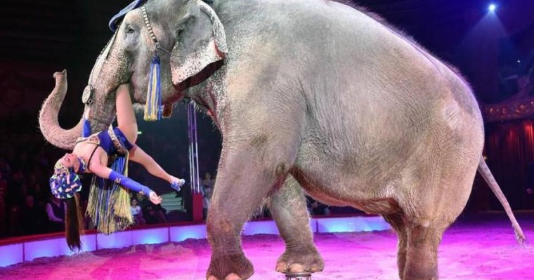 各国投票通过提议:野生非洲象将被禁止送往动物园