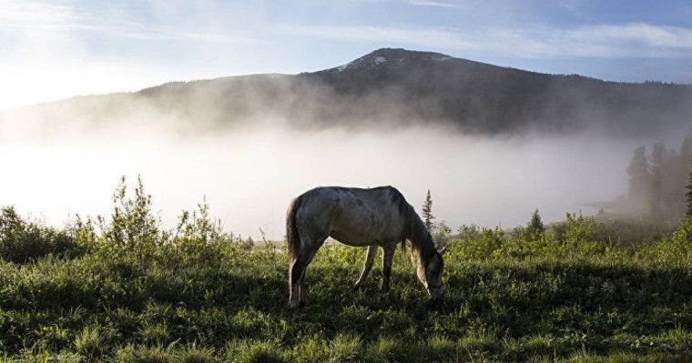 Табиғатты қорғау – мемлекеттік маңызы бар мәселе