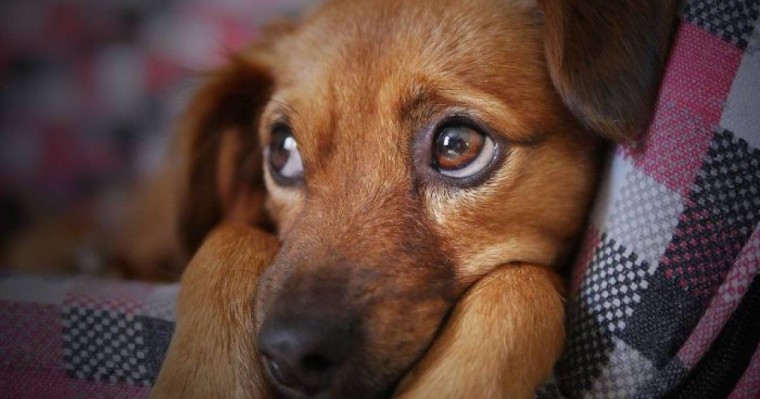 Алматы облысында итті тірідей өртеген жасөспірімдер ұсталды